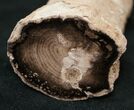 Long Petrified Juniper Root - Oregon #16904-1